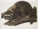 Raton laveur mâle à taille naturelle - John Woodhouse Audubon — visning af kunstværket