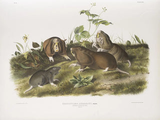 John Woodhouse Audubon - Pseudostoma bursarius Canada Pouched Rat Natural size.webp