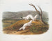 Belette agil han og hun i naturlig størrelse vinterpels - John Woodhouse Audubon — visning af kunstværket
