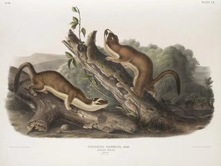 John Woodhouse Audubon - Putorius frenata Bridled Weasel Males Natural size.webp