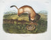 Furet sort noir med sorte ben i naturlig størrelse - John Woodhouse Audubon — visning af kunstværket