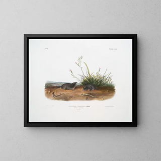 John Woodhouse Audubon - Scallops Brewerii Brewers Shrew Mole Male  female Natural size.webp