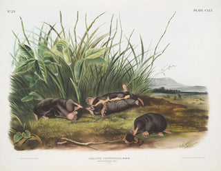John Woodhouse Audubon - Scalops Townsendii Townsends Shrew Mole Males Natural size.webp