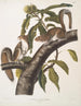 Sciurus carolinensis, gråegern fra Carolineskoven, naturlig størrelse, han og hun - John Woodhouse Audubon — visning af kunstværket