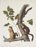 Sciurus douglasii Douglas egern Naturlig størrelse 1 han 2 hunner - John Woodhouse Audubon — visning af kunstværket