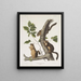 Sciurus douglasii Douglas egern Naturlig størrelse 1 han 2 hunner - John Woodhouse Audubon — indrammet kunstværk på væggen