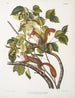Sciurus hudsonius - Hudsons egern - Rødt egern i naturlig størrelse - John Woodhouse Audubon — visning af kunstværket