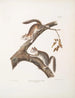 Egern med pels Sciurus laniginosus, naturlig størrelse - John Woodhouse Audubon — visning af kunstværket