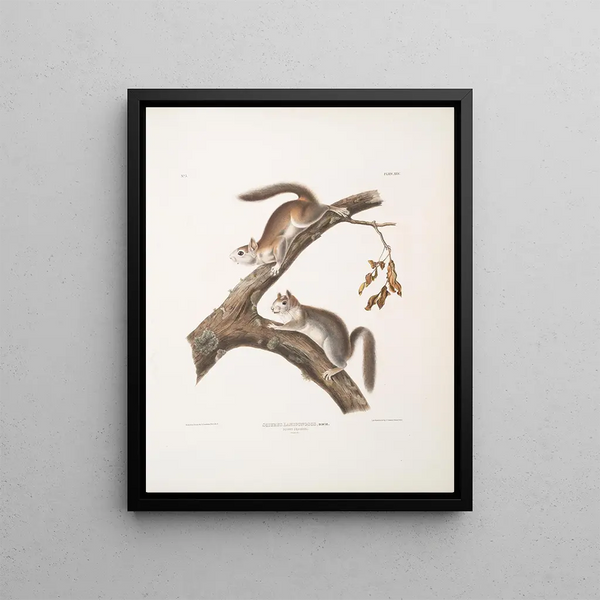 John Woodhouse Audubon - Sciurus Lanigunosus Downy Squirrel Natural size.webp