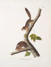 Sciurus richardsonii, colombiansk egern af Richardson, naturlig størrelse, han og hun - John Woodhouse Audubon — visning af kunstværket