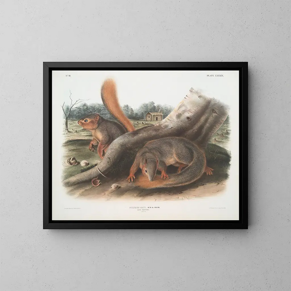 Squirrel à taille naturelle - John Woodhouse Audubon — indrammet kunstværk på væggen