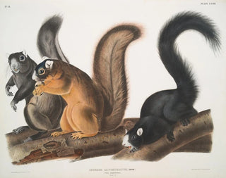 Egern af Fox i naturlig størrelse - John Woodhouse Audubon — visning af kunstværket