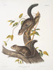 Sciurus colliaei Collie Egern Naturlig størrelse - John Woodhouse Audubon — visning af kunstværket