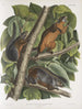 Sciurus ferruginiventris Egern med rødbrunt mave Naturlig størrelse Han Hun og Ung - John Woodhouse Audubon — visning af kunstværket