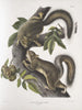 Sciurus leporinus Egern hare Størrelse i naturlig størrelse - John Woodhouse Audubon — visning af kunstværket