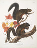 John Woodhouse Audubon — visning af kunstværket