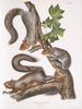 Sciurus migratorius Egern migrator Størrelse i naturlig størrelse 1 Gammel han 2 Hunner 3 Unge - John Woodhouse Audubon — visning af kunstværket