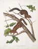 John Woodhouse Audubon — visning af kunstværket