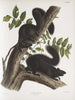 Sciurus niger Sort Egern Naturlig størrelse 1 Han 2 Hunner - John Woodhouse Audubon — visning af kunstværket