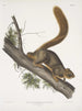 Sciurus rubricaudatus Rødtæget egern Naturlig størrelse Han - John Woodhouse Audubon — visning af kunstværket