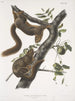 Sciurus subauratus, egern med orange mave, han- og hun, naturlig størrelse - John Woodhouse Audubon — visning af kunstværket