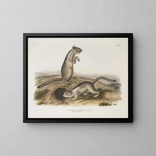 John Woodhouse Audubon - Spermophilus Douglassii Douglasses Spermophile Natural size.webp