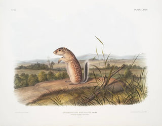 Spermophile mexicain, ekorn mår, naturlig størrelse - John Woodhouse Audubon — visning af kunstværket