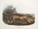 Spermophile de Parry i naturlig størrelse - John Woodhouse Audubon — visning af kunstværket