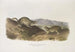 Spermophilus Richardsonii, Richardson-spermophilus, i naturlig størrelse - John Woodhouse Audubon — visning af kunstværket
