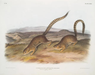 John Woodhouse Audubon - Spermophilus annulatus Annulated Marmot Squirrel Natural size.webp