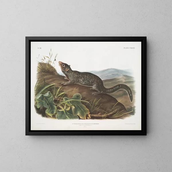 Spermophile à grande queue mâle taille naturelle - John Woodhouse Audubon — indrammet kunstværk på væggen