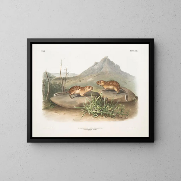 Spermophile tacheté, écureuil marmotte de Californie, taille naturelle - John Woodhouse Audubon — indrammet kunstværk på væggen