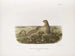 Spermophile à treize bandes, taille naturelle, mâle og hun - John Woodhouse Audubon — visning af kunstværket