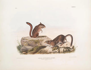 Townsend jordegern maleri i naturlig størrelse - John Woodhouse Audubon — visning af kunstværket