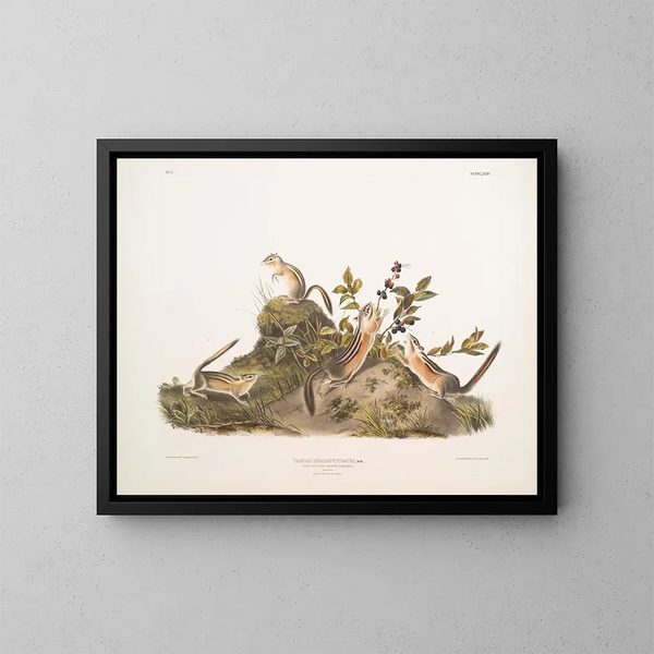 Squirrel terrestre à quatre bandes - John Woodhouse Audubon — indrammet kunstværk på væggen