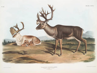John Woodhouse Audubon - Tarandus furcifer Caribou or American Rein Deer Males 1 Summer pelage 2 Winter pelage.webp