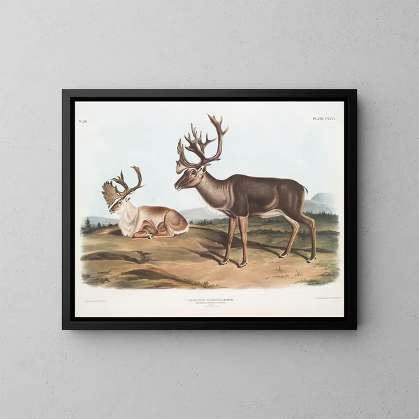 Caribou eller amerikansk renshanner 1 sommerpels 2 vinterpels - John Woodhouse Audubon — indrammet kunstværk på væggen