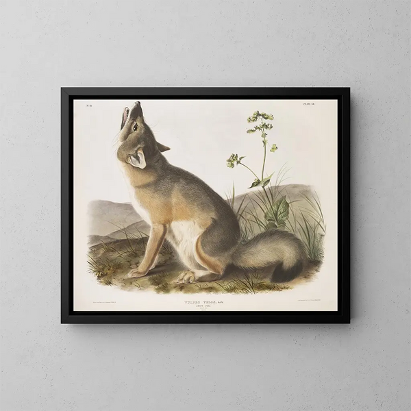 Renard rapide størrelse naturlig han - John Woodhouse Audubon — indrammet kunstværk på væggen