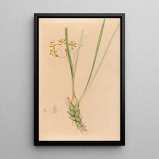 Joo Barbosa Rodrigues - Iconographie des orchidees du Bresil Pl07.webp