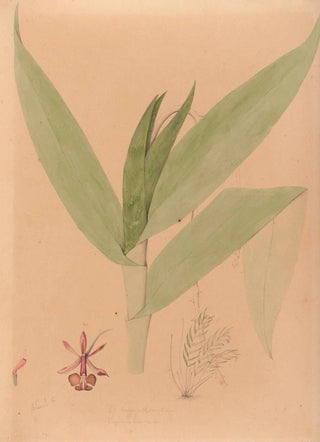 Joo Barbosa Rodrigues - Iconographie des orchidees du Bresil Pl20.webp