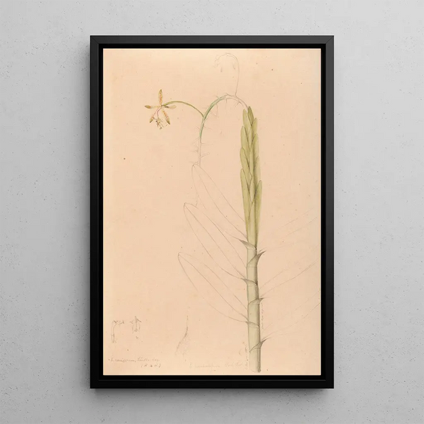 Joo Barbosa Rodrigues - Iconographie des orchidees du Bresil Pl22.webp