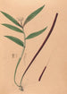 Iconographie des orchidées du Brésil Pl36 - João Barbosa Rodrigues — visning af kunstværket