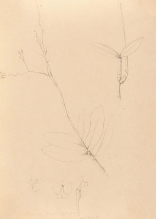 Joo Barbosa Rodrigues - Iconographie des orchidees du Bresil Pl40.webp