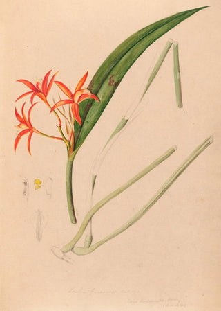 Joo Barbosa Rodrigues - Iconographie des orchidees du Bresil Pl53.webp