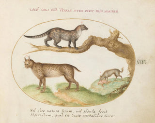 Joris Hoefnagel - A Civet a Lynx and a Hyena Eating a Dog.webp