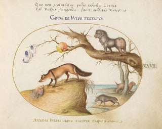 Joris Hoefnagel - A Cross Fox a HyenaBaboon a Sea Wolf and a Gulon Wolverine.webp