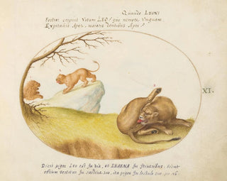 Joris Hoefnagel - A Lioness with Two Lions in the Background.webp