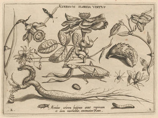 Archétypes et études du père Georgius Hoefnagel, Pl. 17 - Joris Hoefnagel — visning af kunstværket