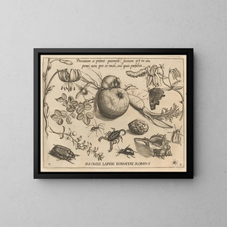Joris Hoefnagel - Archetypa studiaque patris Georgii Hoefnagelii Pl22.webp