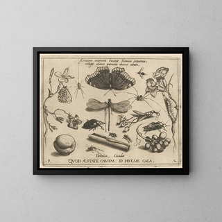 Joris Hoefnagel - Archetypa studiaque patris Georgii Hoefnagelii Pl24.webp